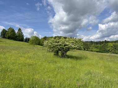 Ağaç bir çim tarlasının ortasında. Gökyüzü bulutlu ve güneş bulutların arasında parlıyor.