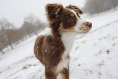 Kahverengi ve beyaz köpek karın üzerinde duruyor. Köpek tuhaf bir ifadeyle kameraya bakıyor.