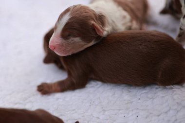 Bir grup köpek yavrusu beyaz bir battaniyenin üzerinde yatıyor. Yavrulardan biri uyuyor. Diğer yavrular uyandı ve uyuyan köpeğe bakıyorlar.. .