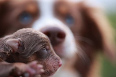 Küçük kahverengi bir köpek yavrusu daha büyük kahverengi ve beyaz bir köpek tarafından tutuluyor. Yavru köpek uyuyor ve büyük köpek ona bakıyor.. .