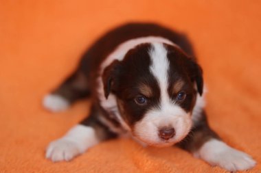 Bir köpek yavrusu turuncu bir battaniyeye uzanıyor. Köpek yavrusu kahverengi ve beyazdır. Yavru köpek kameraya bakıyor.. .