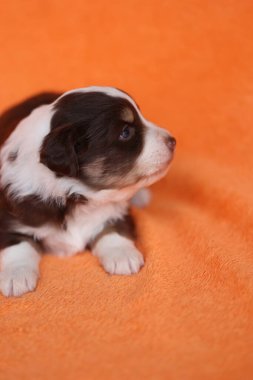 Küçük kahverengi ve beyaz bir köpek yavrusu turuncu bir battaniyenin üzerinde yatıyor. Yavru köpek kameraya tuhaf bir ifadeyle bakıyor.. .