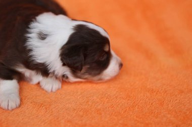 Küçük kahverengi ve beyaz bir köpek parlak turuncu bir halının üzerinde yatıyor. Köpek kendi ortamında rahat ve rahat görünüyor.. .