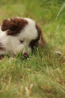 Kahverengi ve beyaz bir köpek çimlerin üzerinde uzanıyor. Köpek gözleri kapalı kameraya bakıyor.