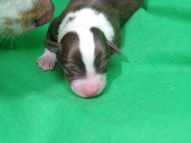 Köpek yavrusu yeşil bir battaniyenin üzerinde uyuyor. Yavru köpek kahverengi ve beyaz