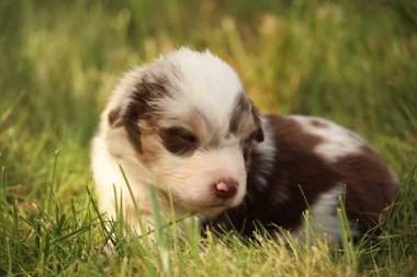 Kahverengi ve beyaz bir köpek yavrusu çimlerin üzerinde yatıyor. Yavru köpek küçük ve sevimli. Çimler yemyeşil ve yemyeşil