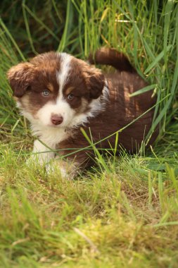 Kahverengi ve beyaz bir köpek yavrusu çimlerin üzerinde yatıyor. Yavru köpek kameraya bakıyor.