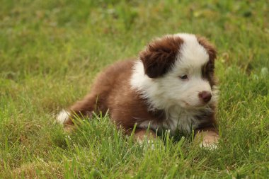 Kahverengi ve beyaz bir köpek çimlerin üzerinde uzanıyor. Köpek küçük ve sevimli. Çimler yemyeşil ve yemyeşil