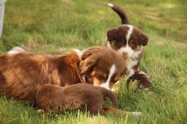 Bir anne köpek ve iki yavrusu çimenlerde oynuyorlar. Yavrular kahverengi ve beyazdır ve anne kahverengidir. Köpekler birbirine eşlik ederken sahne mutlu ve eğlenceli.