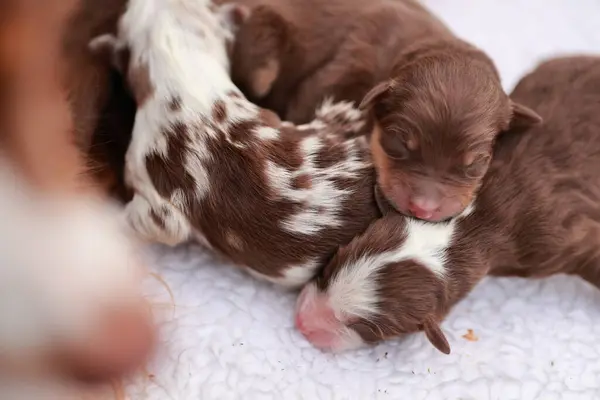 Bir grup köpek yavrusu beyaz bir battaniyenin üzerinde uyuyor. Yavrular çok sevimli ve sevimli.. .