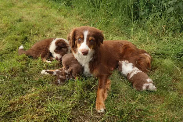 Kahverengi ve beyaz bir köpek iki köpek yavrusuyla birlikte çimlerin üzerinde uzanıyor. Köpek bir anne ve yavrularına bakıyor.