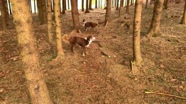 İki köpek bir ormanda yürüyor. Köpekler kahverengi ve beyazdır. Orman ağaçlarla dolu ve zemin yapraklarla kaplı.