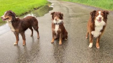 Islak bir yolda üç köpek duruyor. Köpeklerden biri tasma takıyor. Köpekler kahverengi ve beyaz.