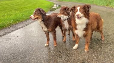 Islak bir yolda duran üç köpek. Köpeklerden biri tasma takıyor. Köpekler gülümsüyor ve eğleniyor gibi görünüyorlar.