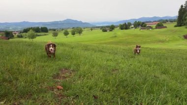Bir tarlada üç köpek koşuyor. Köpekler kahverengi ve beyazdır. Saha yeşil ve çimenli.