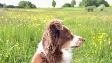 Kahverengi ve beyaz köpek sarı çiçeklerle dolu bir tarlada oturuyor. Köpek sağa bakıyor.