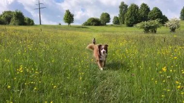 Kahverengi ve beyaz köpek sarı çiçeklerle dolu bir tarlada koşuyor. Köpek uzaktaki bir şeye bakıyor.