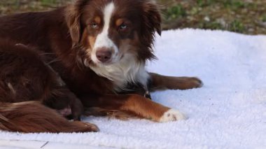 Kahverengi ve beyaz bir köpek beyaz bir battaniyenin üzerinde yatıyor. Köpek tuhaf bir ifadeyle kameraya bakıyor.. .
