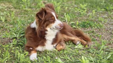 Kahverengi ve beyaz bir köpek çimlerin üzerinde uzanıyor. Köpek rahat ve rahattır. Çimler yeşil ve yemyeşil, köpeğin dinlenmesi için hoş bir ortam sağlıyor.. .