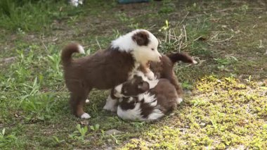 Otlak bir alanda oynayan bir grup köpek yavrusu. Yavrulardan biri diğerinden emziriyor.. .