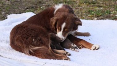 Kahverengi ve beyaz bir köpek beyaz bir battaniyenin üzerinde yatıyor. Köpek kameraya bakıyor.. .