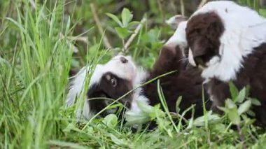 Çimenlerde oynayan iki köpek yavrusu. Biri beyaz ve kahverengi.. .