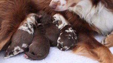 Anne bir köpek yavrularını emziriyor. Yavrular kahverengi ve beyaz. Anne köpek beyaz bir battaniyeye uzanıyor.. .