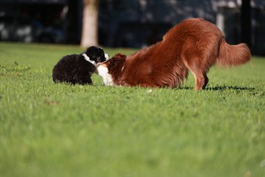 Çimenli bir arazide iki köpek oynuyor. Biri siyah ve beyaz, diğeri kahverengi.. .