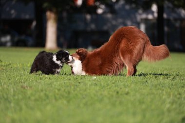 Çimenli bir arazide iki köpek oynuyor. Biri siyah ve beyaz, diğeri kahverengi.. .