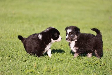 İki köpek yavrusu çimenli bir alanda duruyor, biri diğerine bakıyor. Sahne neşeli ve neşeli, çünkü iki köpek yavrusu dostça bir etkileşim içindeler.. .