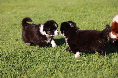 Çimenlikte oynayan iki köpek yavrusu. Biri siyah ve beyaz, diğeri siyah.. .
