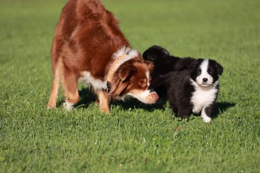Bir köpek çimen tarlasında başka bir köpeği kokluyor. İki köpek farklı boyutlarda, biri daha büyük ve diğeri daha küçük.. .