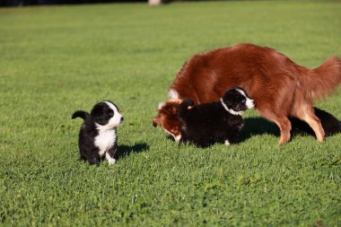 Otlak bir alanda üç köpek oynuyor. Köpeklerden biri bir köpek yavrusu. Diğer iki köpek daha büyük ve anne ve iki yavrusu gibi görünüyor.. .