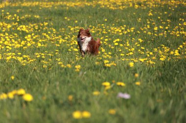 Kahverengi ve beyaz köpek sarı çiçeklerle dolu bir tarlada koşuyor. Köpek tarlada koşarken eğleniyor gibi görünüyor.
