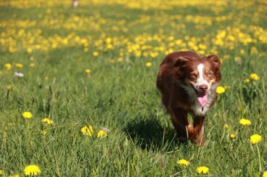 Kahverengi ve beyaz köpek sarı çiçeklerle dolu bir tarlada koşuyor. Köpek eğleniyor gibi görünüyor ve kuyruğunu sallıyor. Huzurlu ve huzurlu bir sahne.