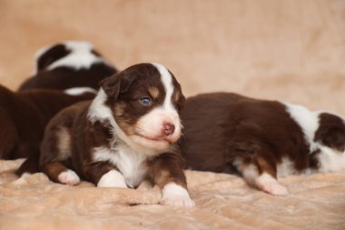 Bir grup köpek yavrusu bir yatakta yatıyor. Bir tanesi kameraya bakıyor. Yavrular kahverengi ve beyaz.. .