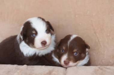İki yavru bir kanepede yatıyor, birinin mavi gözleri var. Yavrular kahverengi ve beyaz ve birbirlerine eşlik etmekten zevk alıyor gibi görünüyorlar.. .