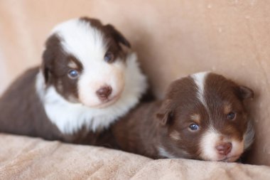 İki yavru bir kanepede yatıyor, birinin mavi gözleri var. Yavrular kahverengi ve beyaz.. .