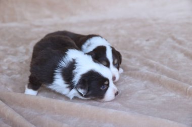 İki yavru bir battaniyenin üzerinde yatıyor. Biri siyah ve beyaz, diğeri kahverengi ve beyaz.. .