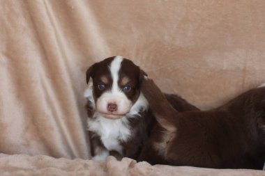 Kanepede kahverengi beyaz bir köpek yavrusu yatıyor. Yavru köpek başını yana eğmiş kameraya bakıyor.. .