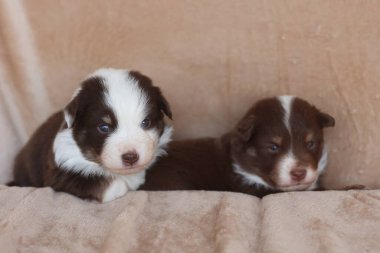 İki yavru bir kanepede yatıyor. Biri kahverengi ve beyaz, diğeri kahverengi ve siyah.. .