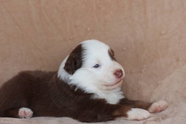 Kanepede kahverengi beyaz bir köpek yavrusu yatıyor. Yavru köpek yüzünde bir gülümsemeyle kameraya bakıyor.. .
