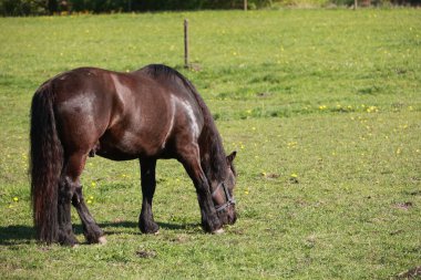 At çim tarlasında otluyor. At siyah ve beyaz. Çimler yemyeşil ve yemyeşil