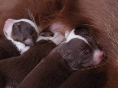 Üç köpek yavrusu üst üste uyuyor. Yavrular kahverengi ve beyaz. Yavrular çok tatlı.. .