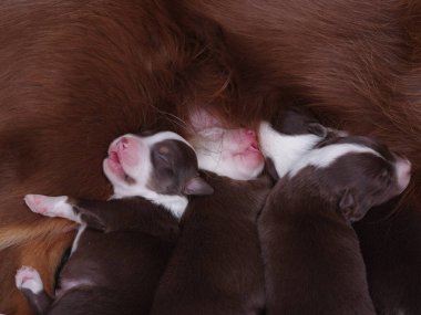 Üç köpek yavrusu üst üste uyuyor. Bir tanesi kahverengi ve beyaz. Diğer ikisi kahverengi.. .