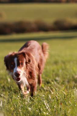 Kahverengi ve beyaz bir köpek bir çimen tarlasında yürüyor. Köpek otların arasında koşarken eğleniyor gibi görünüyor.. .