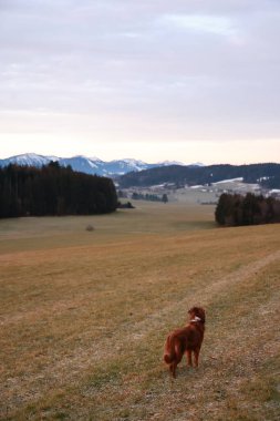 Köpek arka planda güzel bir dağ manzarası olan bir tarlada duruyor. Gökyüzü bulutlu ve güneş batıyor. Huzurlu ve huzurlu bir atmosfer yaratıyor.