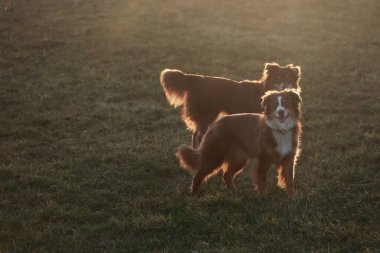 Çimenli bir tarlada duran iki köpek. Biri kahverengi ve beyaz, diğeri kahverengi ve siyah.