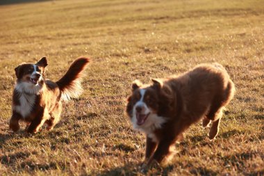 İki köpek bir tarlada koşuyor, biri kahverengi ve diğeri beyaz. Manzara neşeli ve eğlenceli, köpekler dışarıda vakit geçirmeyi seviyor.
