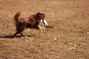 Kahverengi bir köpek ağzında bir sopayla bir tarlada koşuyor. Köpek eğleniyor gibi görünüyor ve büyük ihtimalle sahibiyle yakalamaca oynuyor. Sahne huzurlu ve rahat.